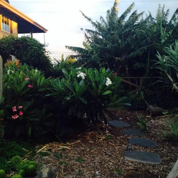 Garden Oasis At Banana Hale Studio Kawailiula 0*,  United States
